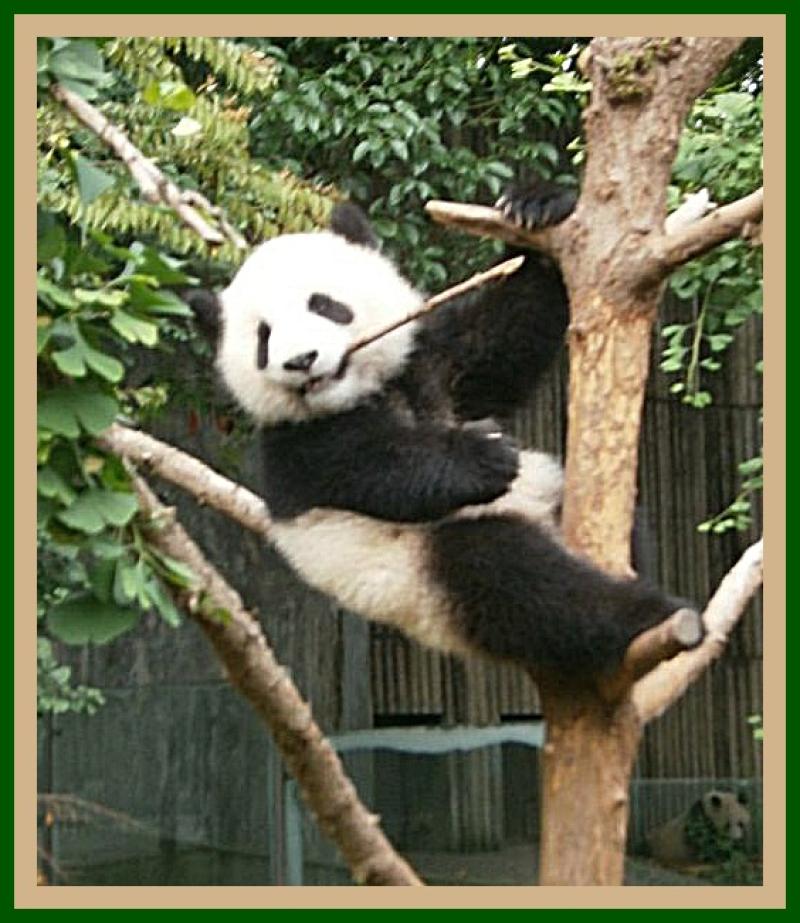 PANDA BEARS ARE FUN TO WATCH