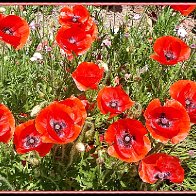 In Flanders Fields the Poppies Blow