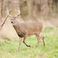 Michigan man shoots brother after mistaking him for deer on hunting trip