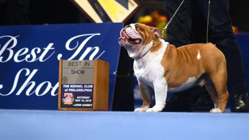 Thor the bulldog wins National Dog Show, drops hammer on 2,000 other good boys and girls
