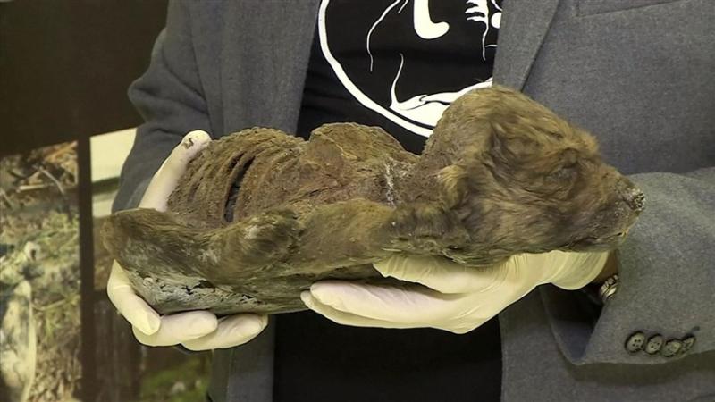 18,000-year-old pup found in Siberian permafrost