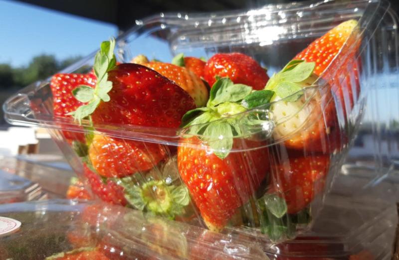 Gaza exports first ever shipment of strawberries to England