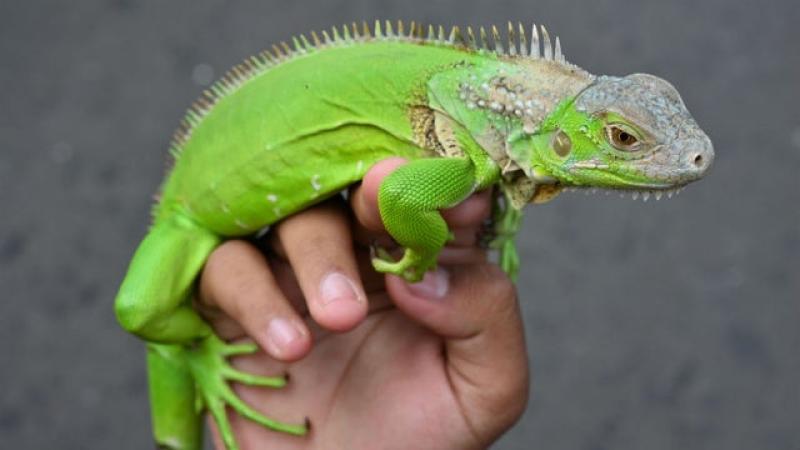 National Weather Service issues alert for falling iguanas