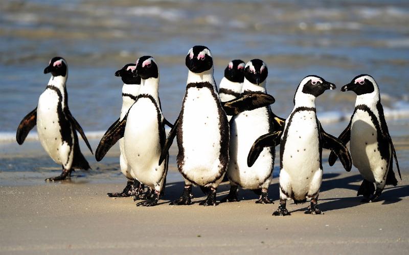 Call of the wild? African penguins share some linguistic patterns with humans.