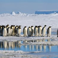 Antarctica registers hottest temperature ever at nearly 65 degrees Fahrenheit