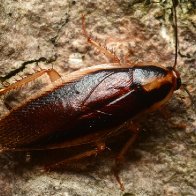 Broken-hearted? Zoos will let you name a cockroach after your ex and watch it get eaten
