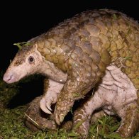 Pangolins are possible coronavirus hosts, scientists say