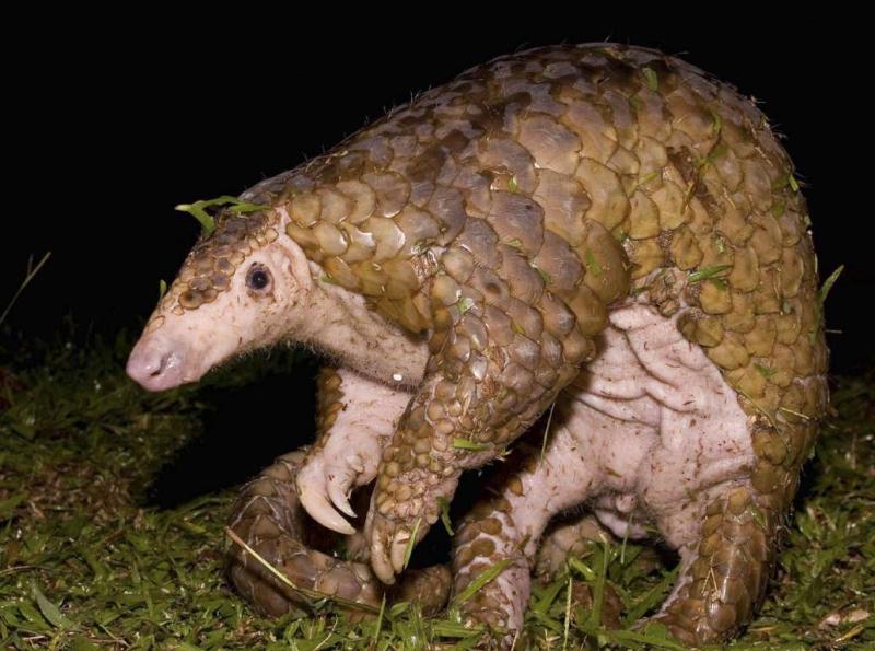 Pangolins are possible coronavirus hosts, scientists say