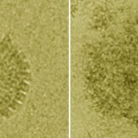 Modified Sugars Show Broad-Spectrum Virucidal Activity