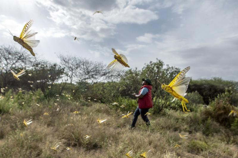 East Africa's huge locust outbreak spreads to Congo