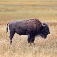 HUNDREDS OF BISON MIGRATING OUT OF YELLOWSTONE TO BE HUNTED DOWN UNDER GOVERNMENT-SPONSORED SLAUGHTER