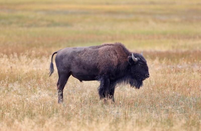 HUNDREDS OF BISON MIGRATING OUT OF YELLOWSTONE TO BE HUNTED DOWN UNDER GOVERNMENT-SPONSORED SLAUGHTER