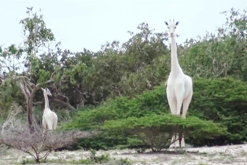 Two of the last white giraffes on Earth were slaughtered by poachers