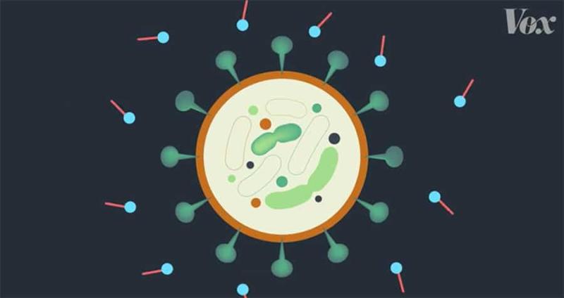 How soap absolutely annihilates the coronavirus