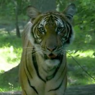 Tiger at NYC’s Bronx Zoo tests positive for coronavirus