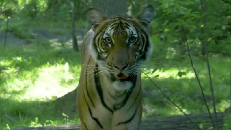 Tiger at NYC’s Bronx Zoo tests positive for coronavirus