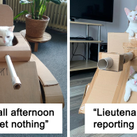 People Are So Bored During Quarantine That They're Building Cardboard Tanks For Their Cats (30 Pics)