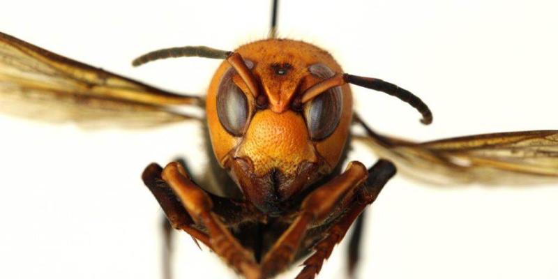 Asian giant hornet invasion becomes latest 2020 concern