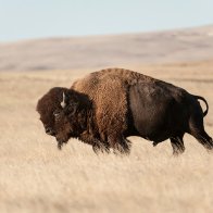 Rosebud Sioux Tribe will create the largest native-owned and managed bison herd in North America