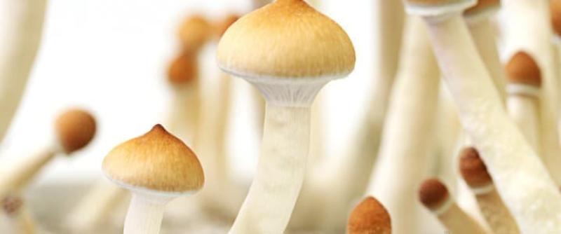 Opinion: Magic Mushrooms Could Be the Next Investment Trend