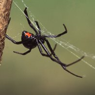 Boys let black widow bite them in hopes of turning into Spider-Man