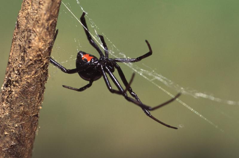 Boys let black widow bite them in hopes of turning into Spider-Man