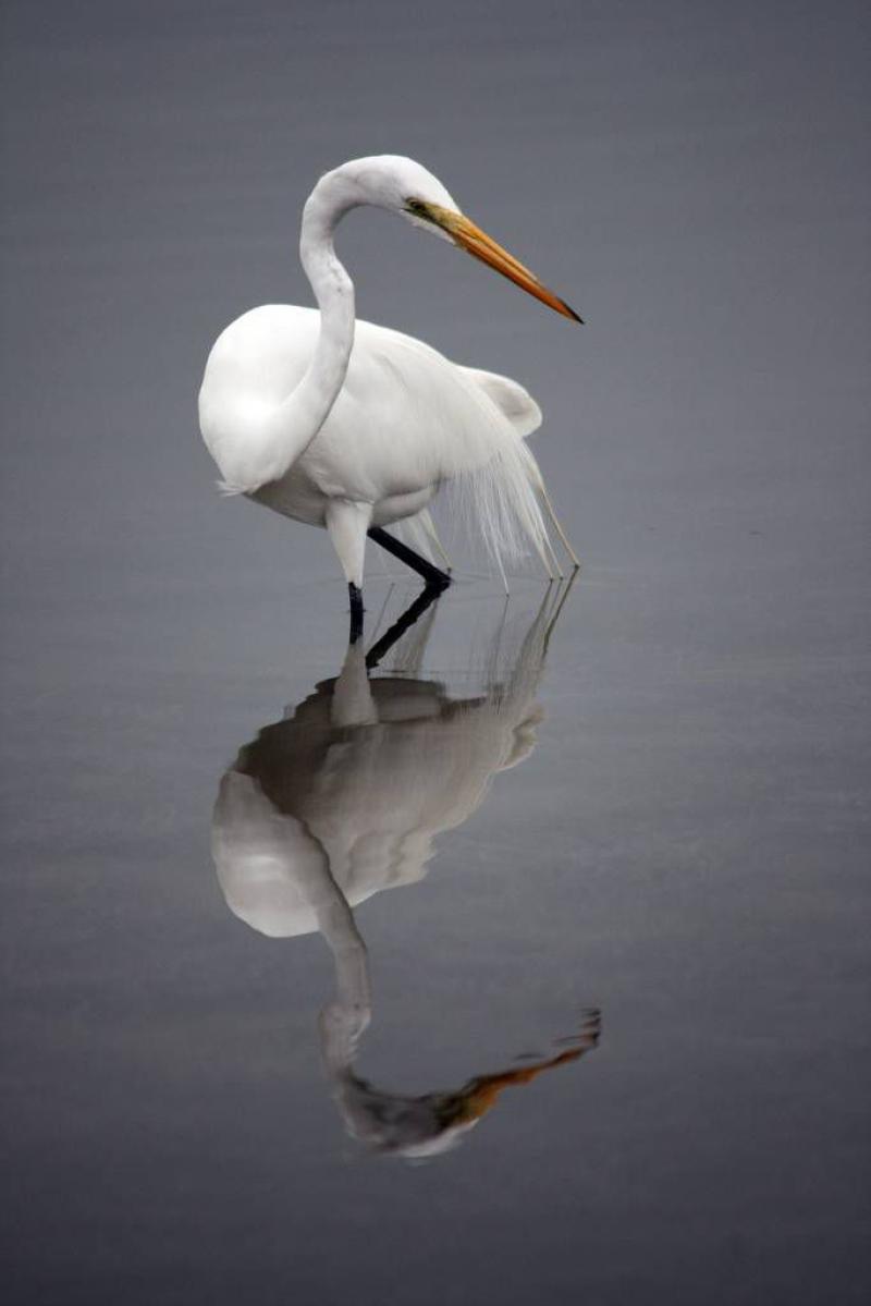 Learn the art of meditation through wildlife watching