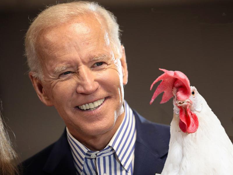 Joe Biden is a Chicken!