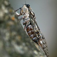 We've reached the "zombie cicada" stage of 2020