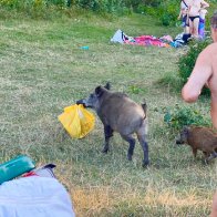 Naked man caught chasing boar that stole his laptop