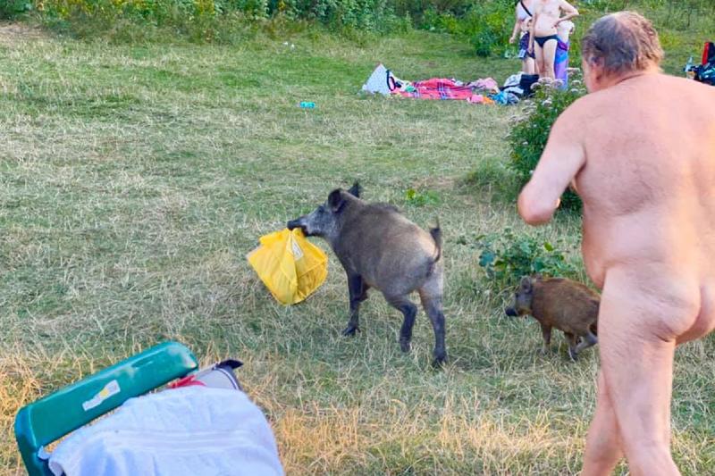 Naked man caught chasing boar that stole his laptop