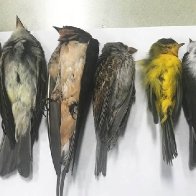 Birds are dropping dead in New Mexico, potentially in the 'hundreds of thousands'