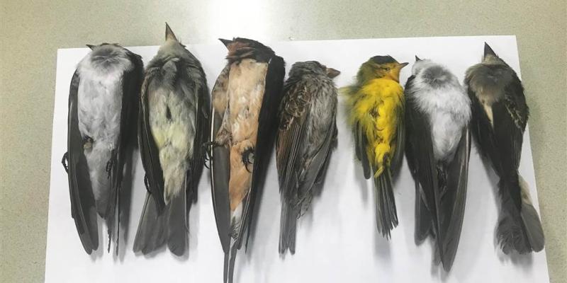 Birds are dropping dead in New Mexico, potentially in the 'hundreds of thousands'