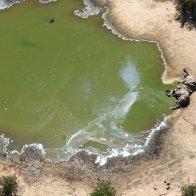 Toxic algae to blame for over 300 elephant deaths, Botswana officials say