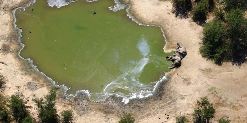 Toxic algae to blame for over 300 elephant deaths, Botswana officials say