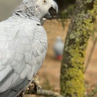 Gray parrots separated at zoo after swearing a blue streak - ABC News