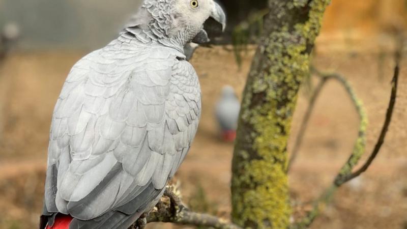 Gray parrots separated at zoo after swearing a blue streak - ABC News