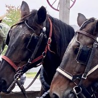 Puerto Ricans who fled Hurricane Maria find a home in Pennsylvania's Amish country