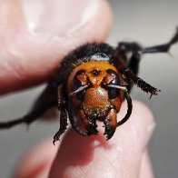 Murder-hornet sightings in Washington prompt search for nest before they 'slaughter' honeybees