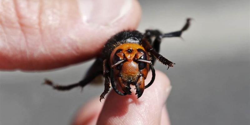 Murder-hornet sightings in Washington prompt search for nest before they 'slaughter' honeybees
