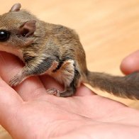 Seven Charged in Flying Squirrel Trafficking Ring, Florida Officials Say - The New York Times