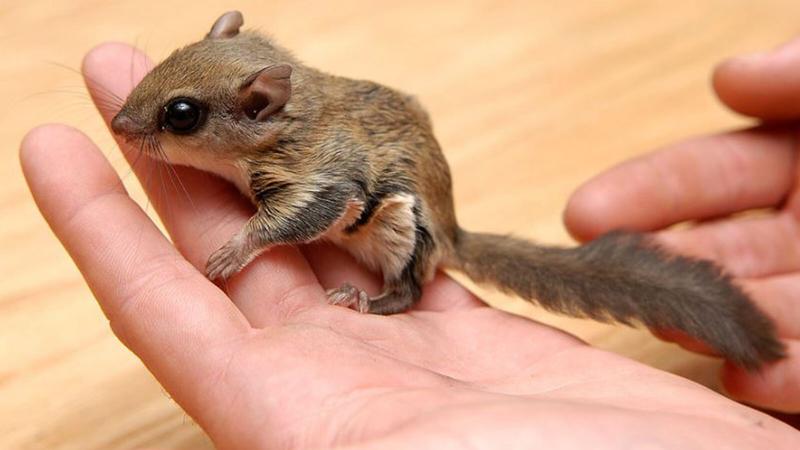 Seven Charged in Flying Squirrel Trafficking Ring, Florida Officials Say - The New York Times