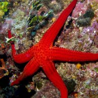 Warming oceans may be choking off oxygen to starfish, causing them to 'drown'