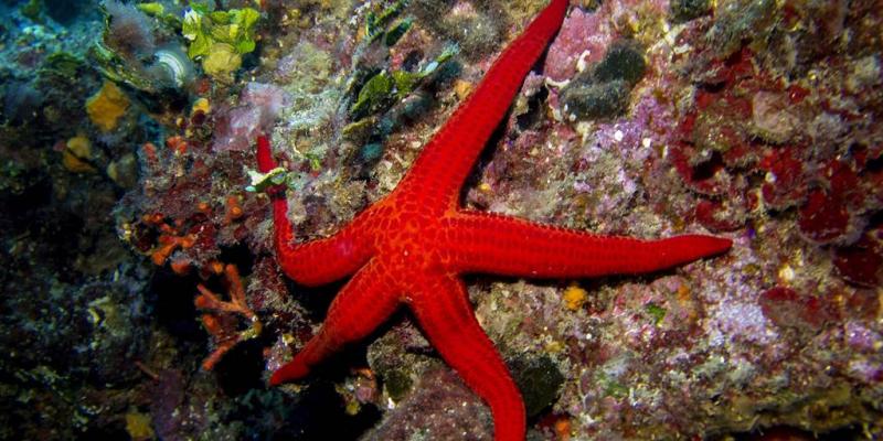 Warming oceans may be choking off oxygen to starfish, causing them to 'drown'