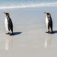 The Mystery of the World's Loneliest Penguins | WIRED