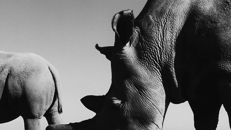 The Last Two Northern White Rhinos On Earth - The New York Times