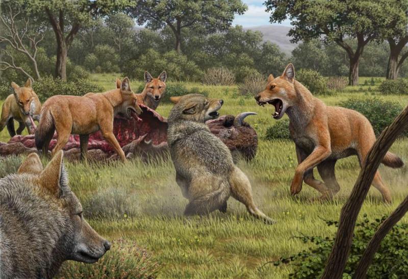Dire wolves were real—and even stranger than we thought 