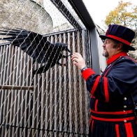 'Queen' raven leaves Tower of London — will kingdom crumble?