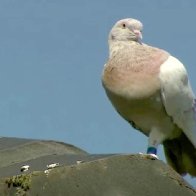 Pigeon cheats death after becoming victim of mistaken identity in Australia