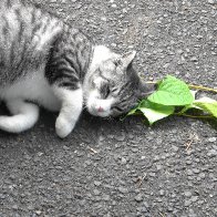 Cats Love Catnip Because It Protects Them From Mosquitoes, New Research Suggests